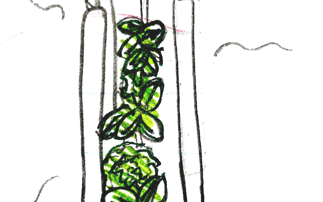 Growing food