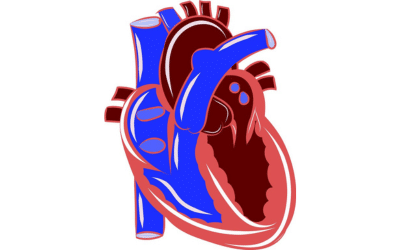 Discovering what the heart does